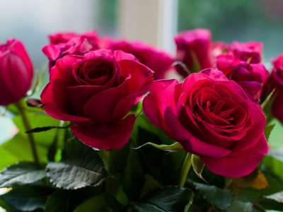букет, Розы, цветы