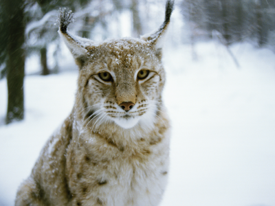 хищник, Рысь, зима, wood, cat, лес, lynx, predator, winter, кошка