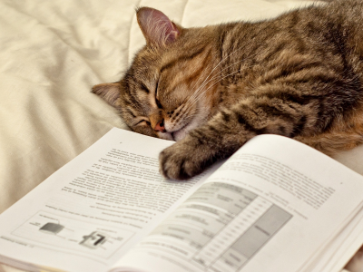 страницы, лежит, лапа, кот, книга, Кошка, спит