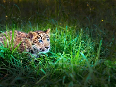 трава, леопард, зелёная, малыш, взгляд, охота, Тигр