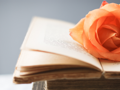 цветы, стиль, цветочек, роза, книга, книжка, оранжевый