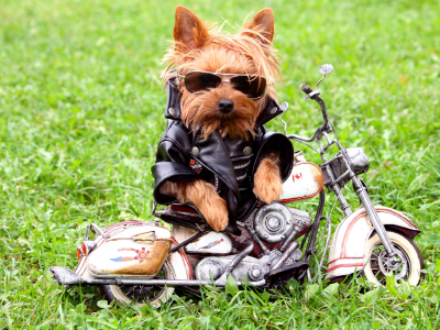 собака, мотоцикл, трава, куртка, очки