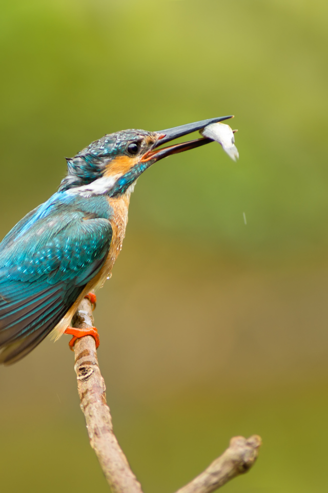 улов, kingfisher, обыкновенный зимородок, Птица, alcedo atthis