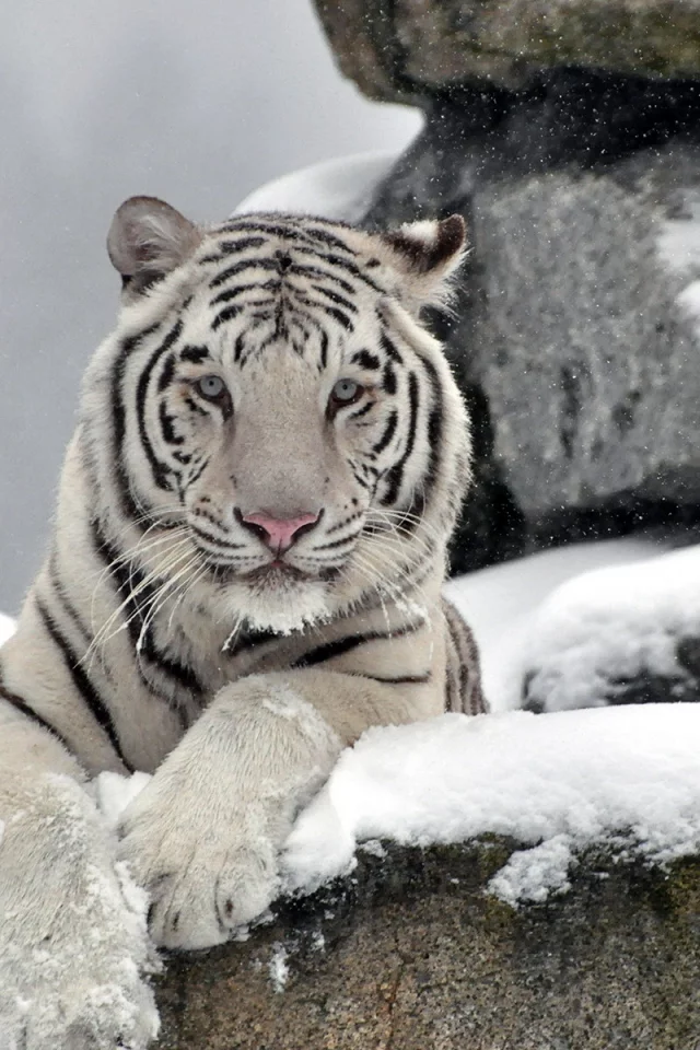 камни, Тигр, хищник, морда, waite tiger, снег, белый