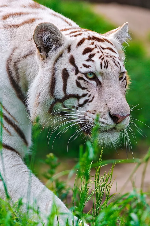 крадётся, Тигр, waite tiger, белый, морда, хищник