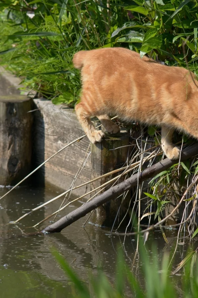 переход, вода, ситуация, Рыжий кот