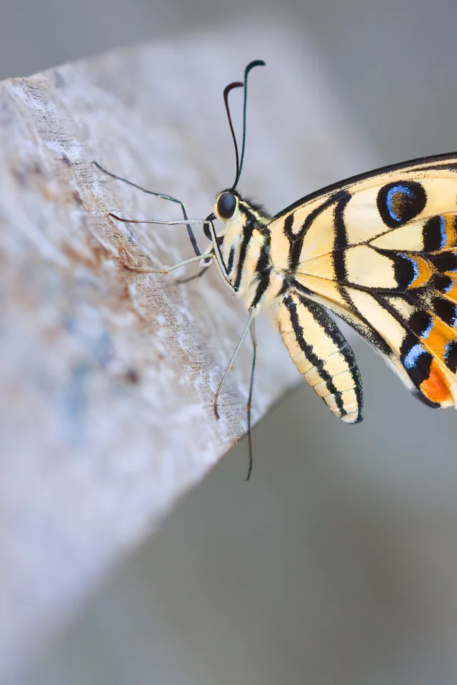 лимонный парусник демолей, макро, бабочка, Lime butterfly