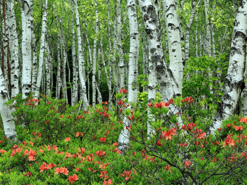 БЕРЕЗЫ, КУСТАРНИК