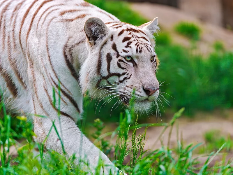 крадётся, Тигр, waite tiger, белый, морда, хищник