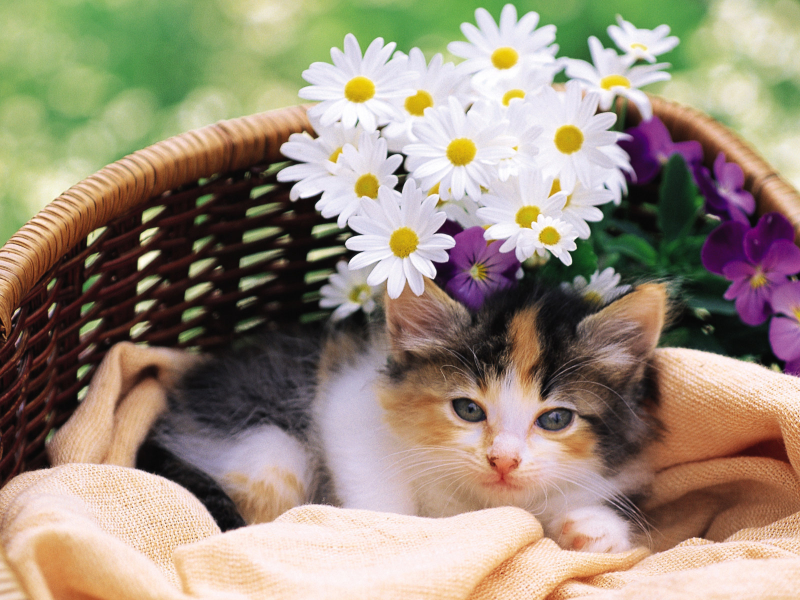 cat, киска, кошка, цветы, кот, котэ, Котенок