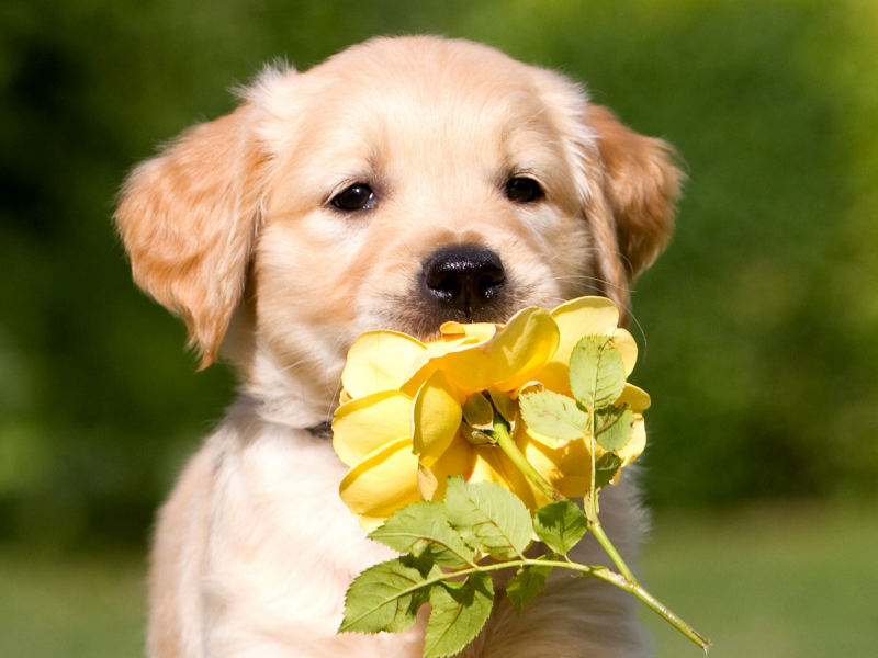 цветок, бежевый, желтая, щенок, окрас, Собака, роза