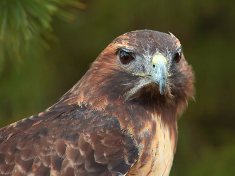 хищник, взгляд, птица, hawk, bird, Ястреб, predator