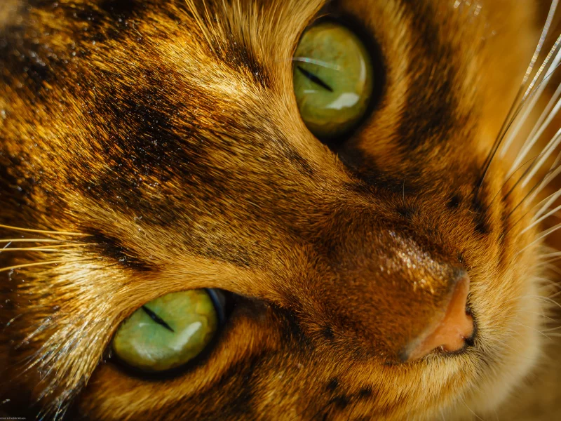 Кот, морда, кошка, усы, нос, глаза, зеленые