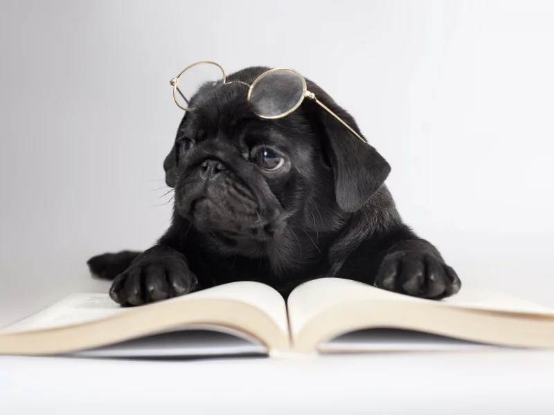 очки, книга, Собака