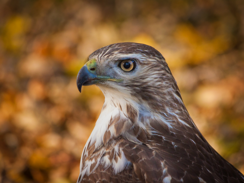 фон, bokeh, профиль, hawk, Ястреб, боке, взгляд, bird, птица