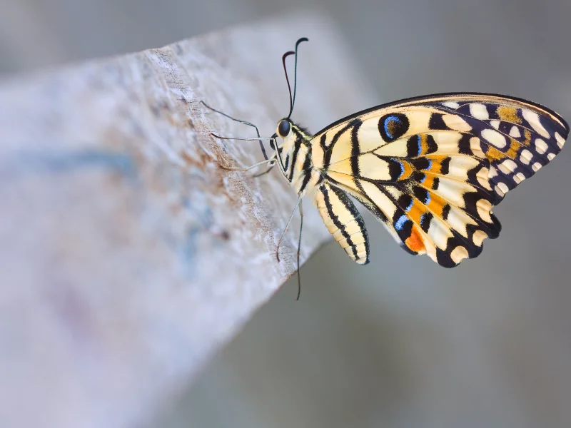 лимонный парусник демолей, макро, бабочка, Lime butterfly