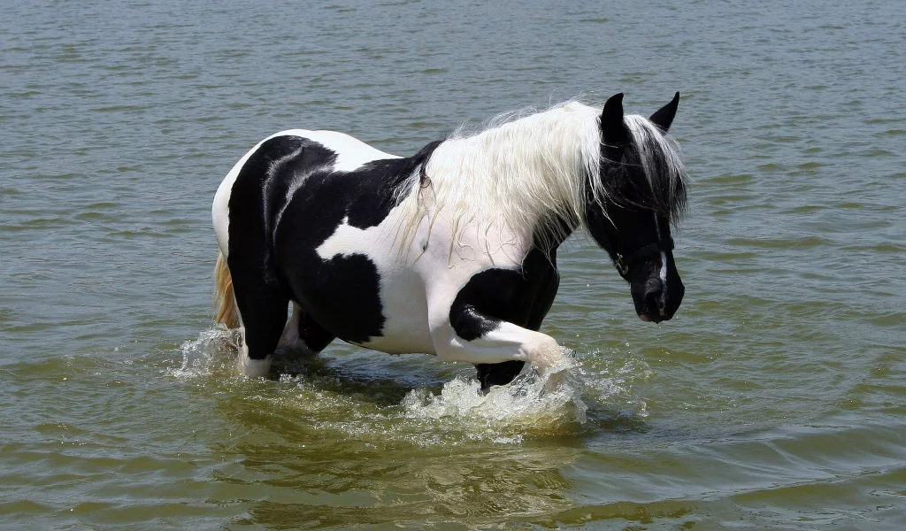 окраска, белый, вода, лошадь, грива, чёрный, хвост
