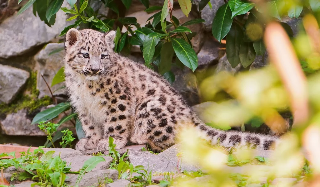 камни, снежный барс, листва, ирбис, snow leopard, котёнок