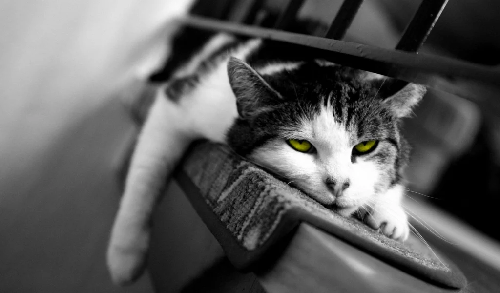 сонный, кошка, сон, кот