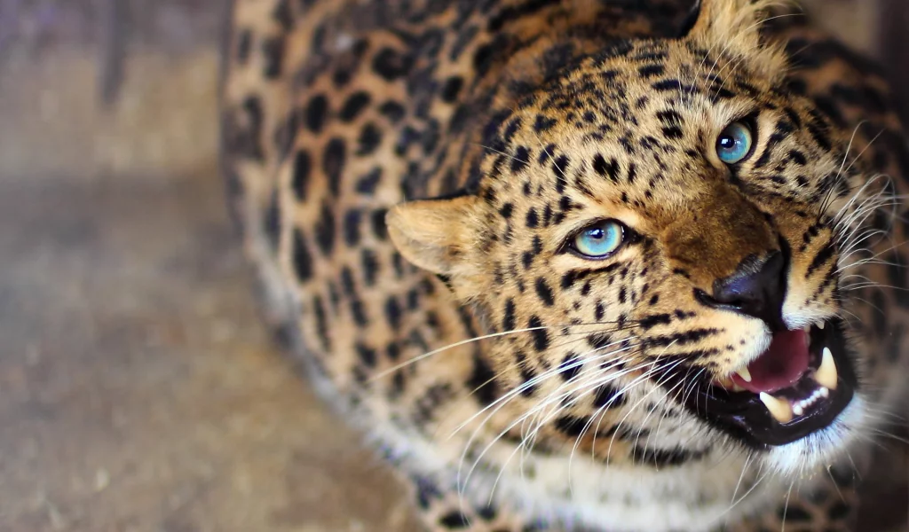 леопард, хищник, любопытство, морда, оскал, leopard