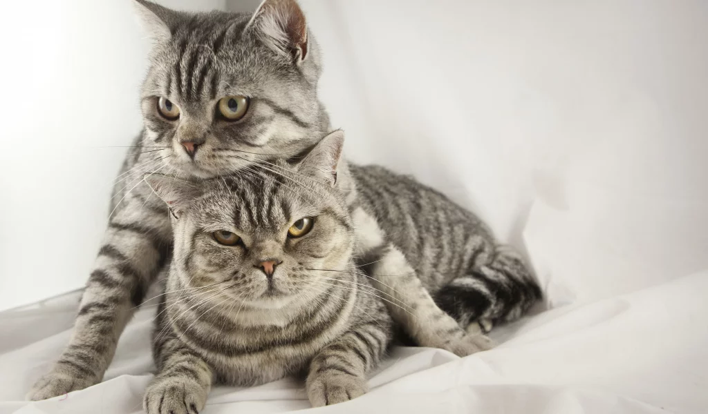 кошка, собака