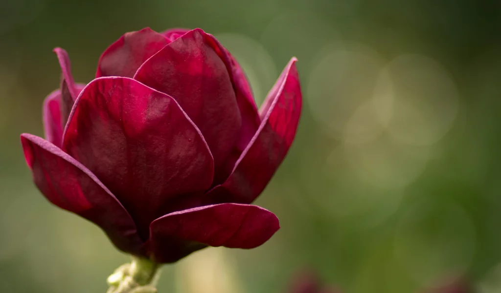magnolia, розовый, макро, зеленый, цветы, магнолия, цветок