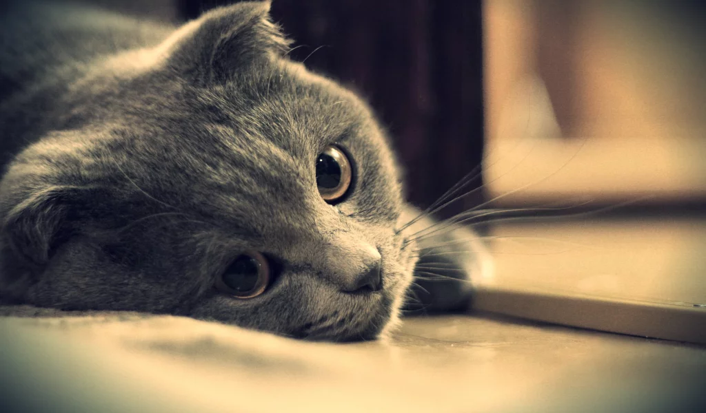 глаза, кот, британец, серый, котэ, взгляд, британский