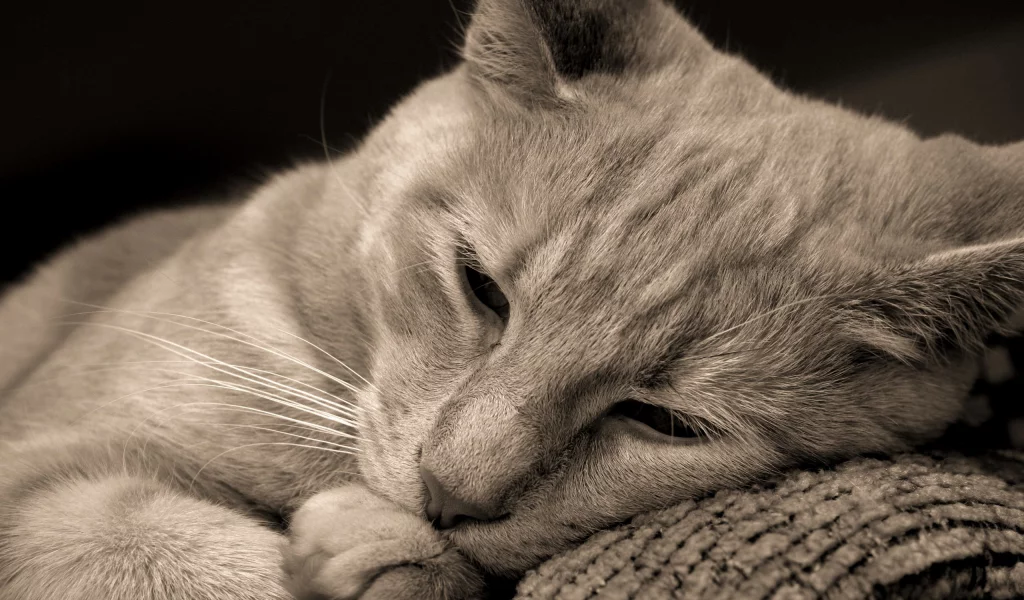 карие глаза, cat, кошка, лежит, кот