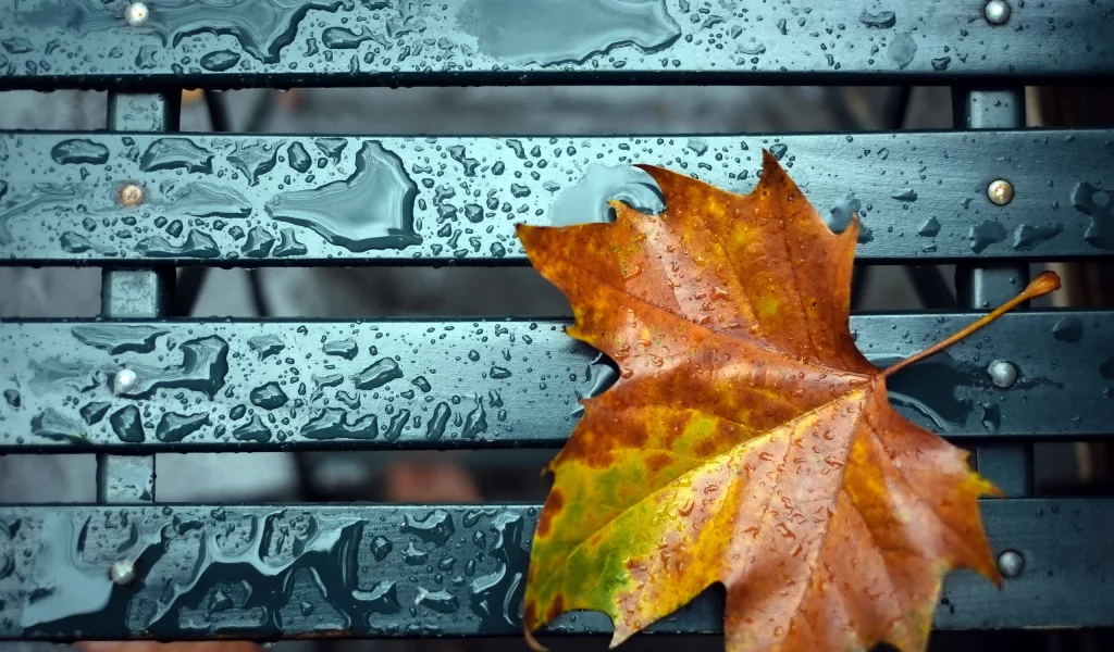 скамья, лист, макро