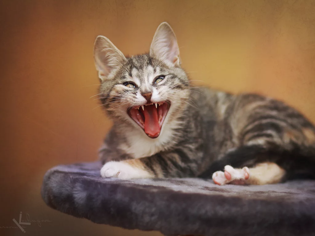 кошка, забавно, кошки, мило, котики, cat, смешно, кот