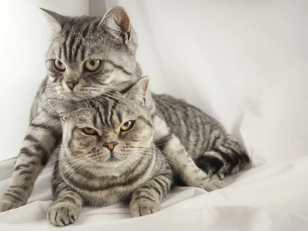 кошка, собака