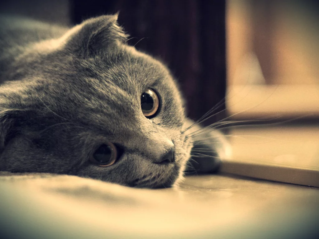 глаза, кот, британец, серый, котэ, взгляд, британский