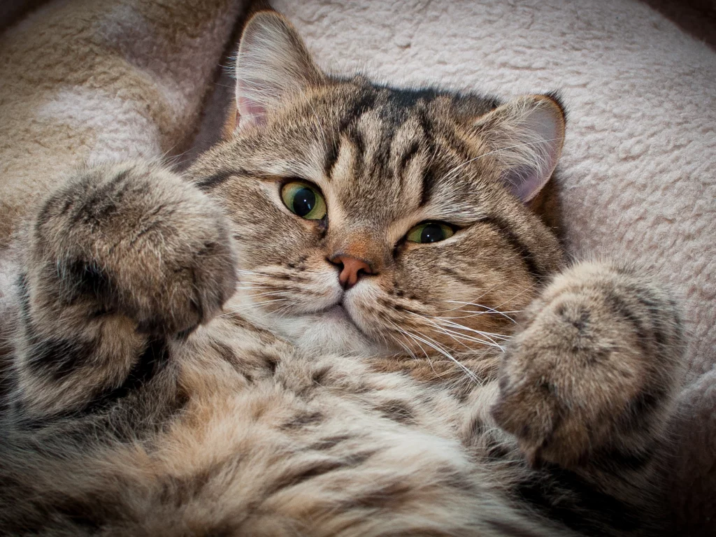 взгляд, сдаёмсу, котэ