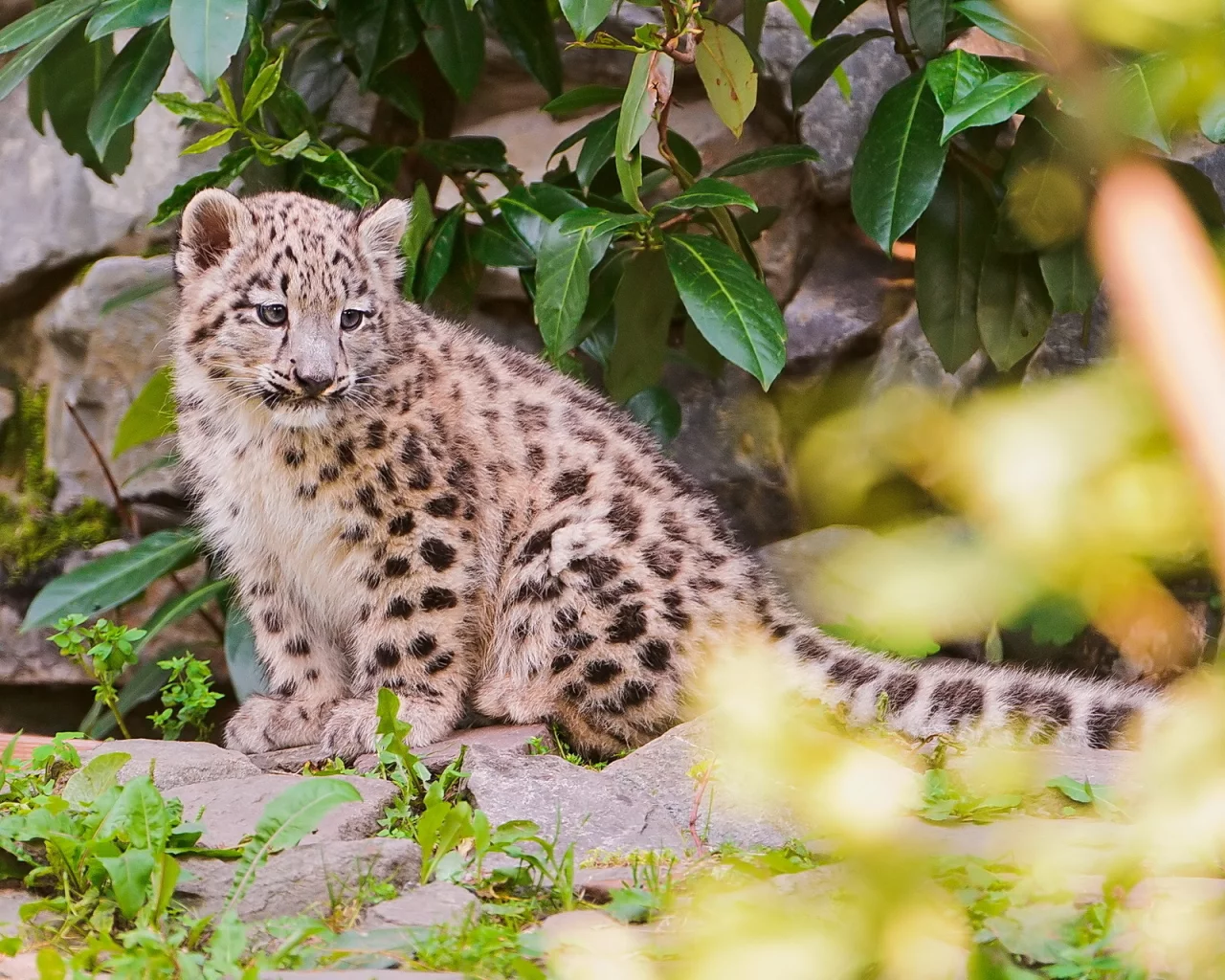 камни, снежный барс, листва, ирбис, snow leopard, котёнок