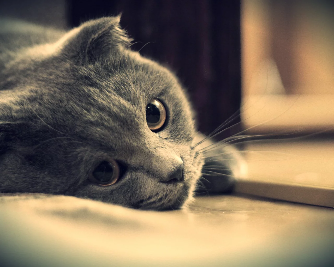 глаза, кот, британец, серый, котэ, взгляд, британский
