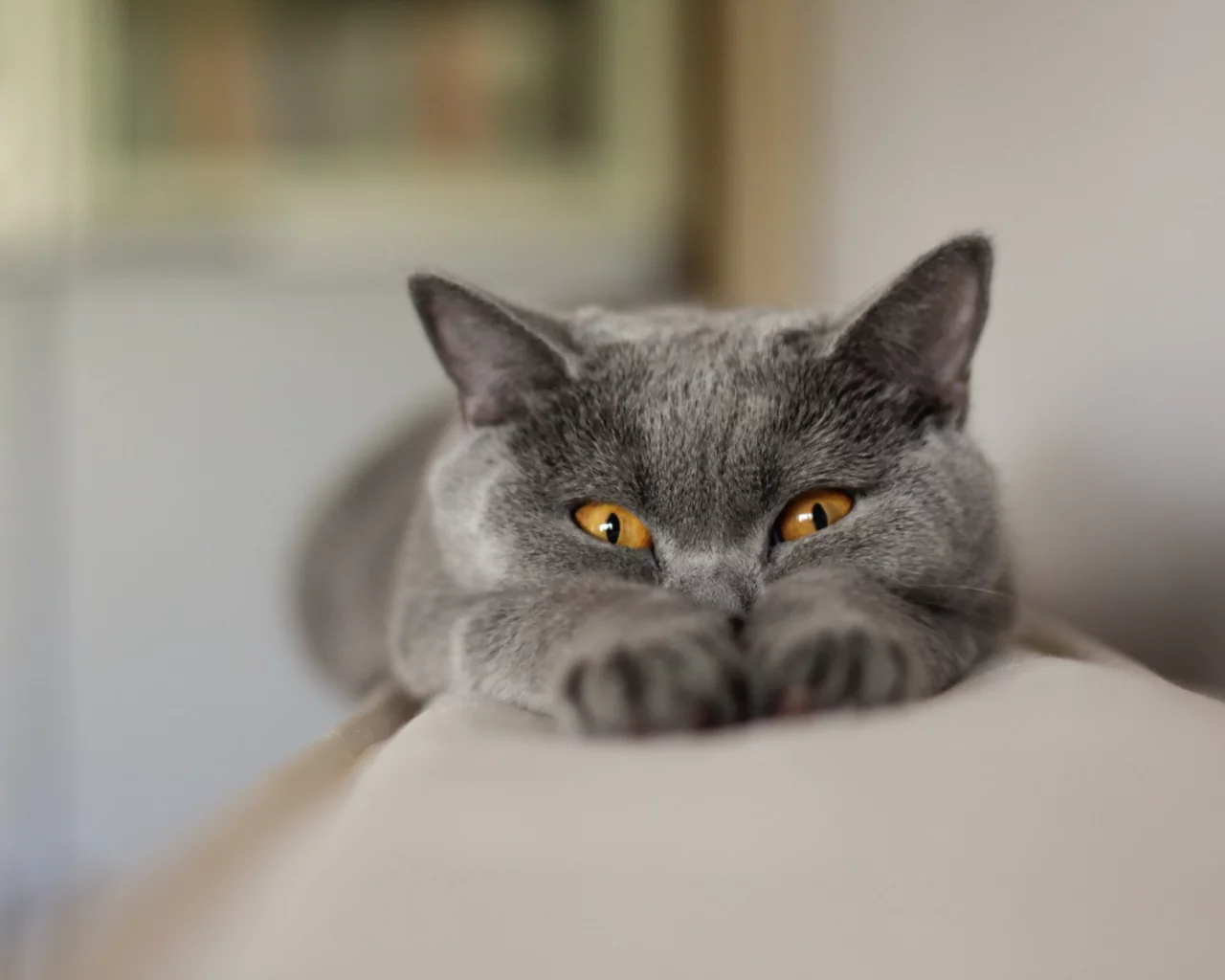 фон, взгляд, кошка