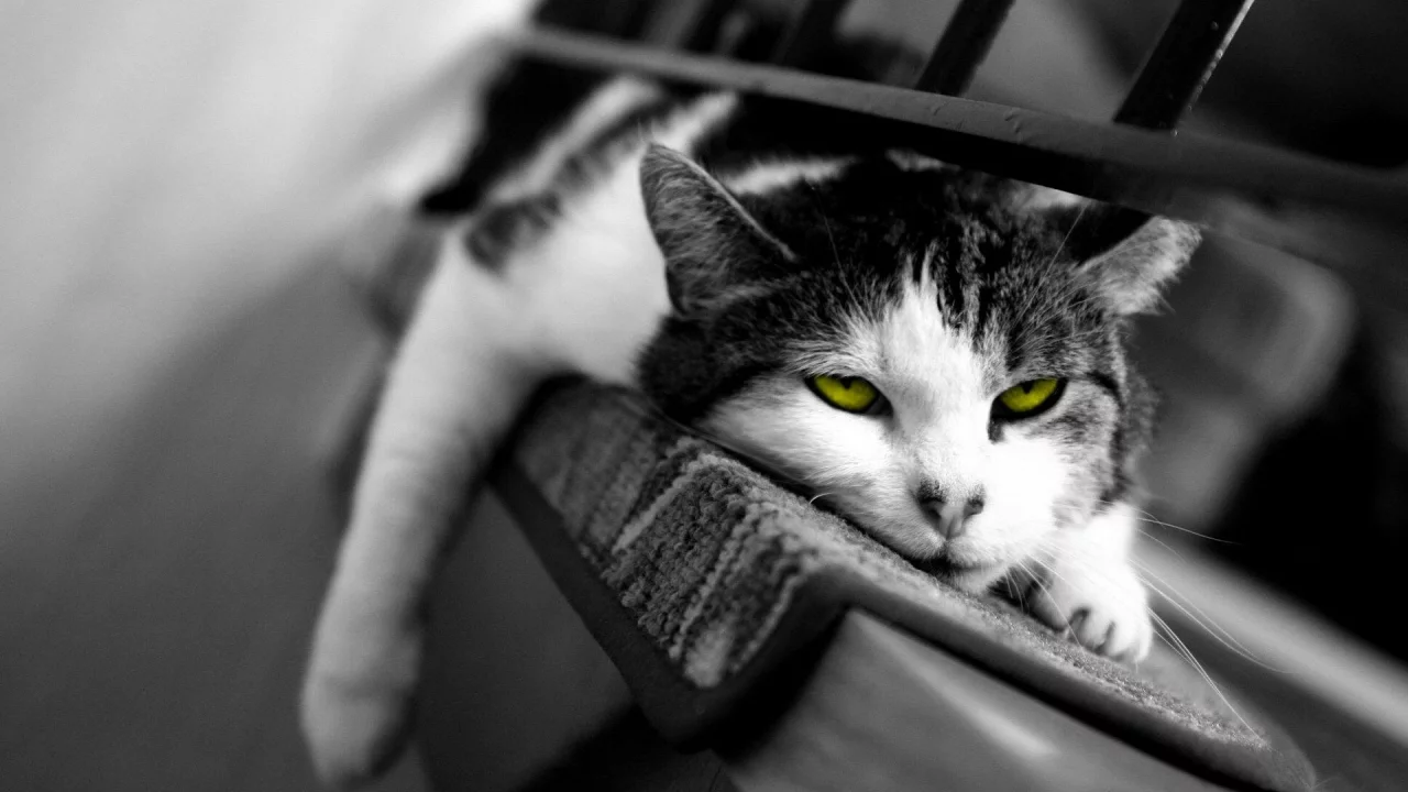 сонный, кошка, сон, кот