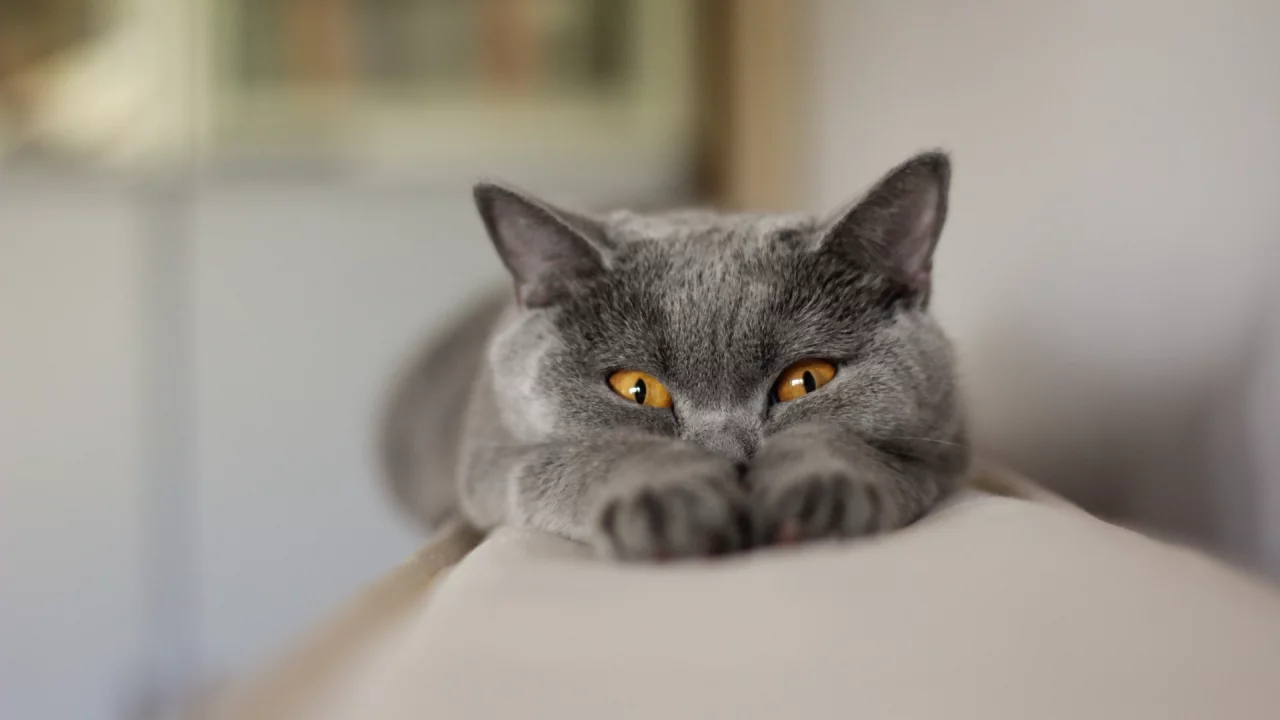 фон, взгляд, кошка