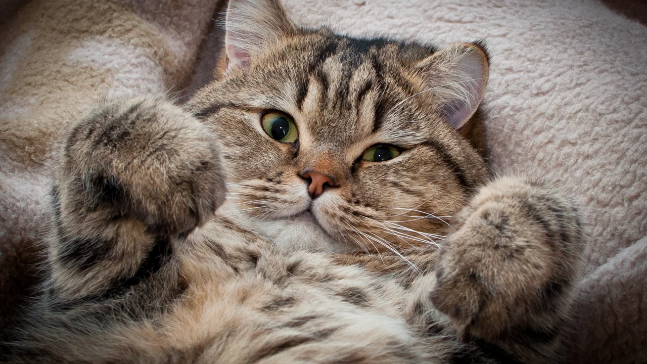 взгляд, сдаёмсу, котэ