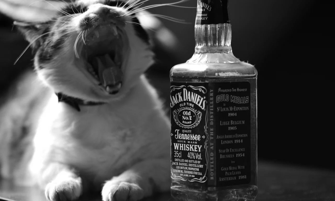 кошка, jack daniels, алкоголь, пасть, виски, черно-белое