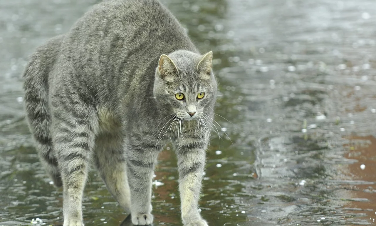 улица, спина, лужи, дугой, кот, кошка, дождь