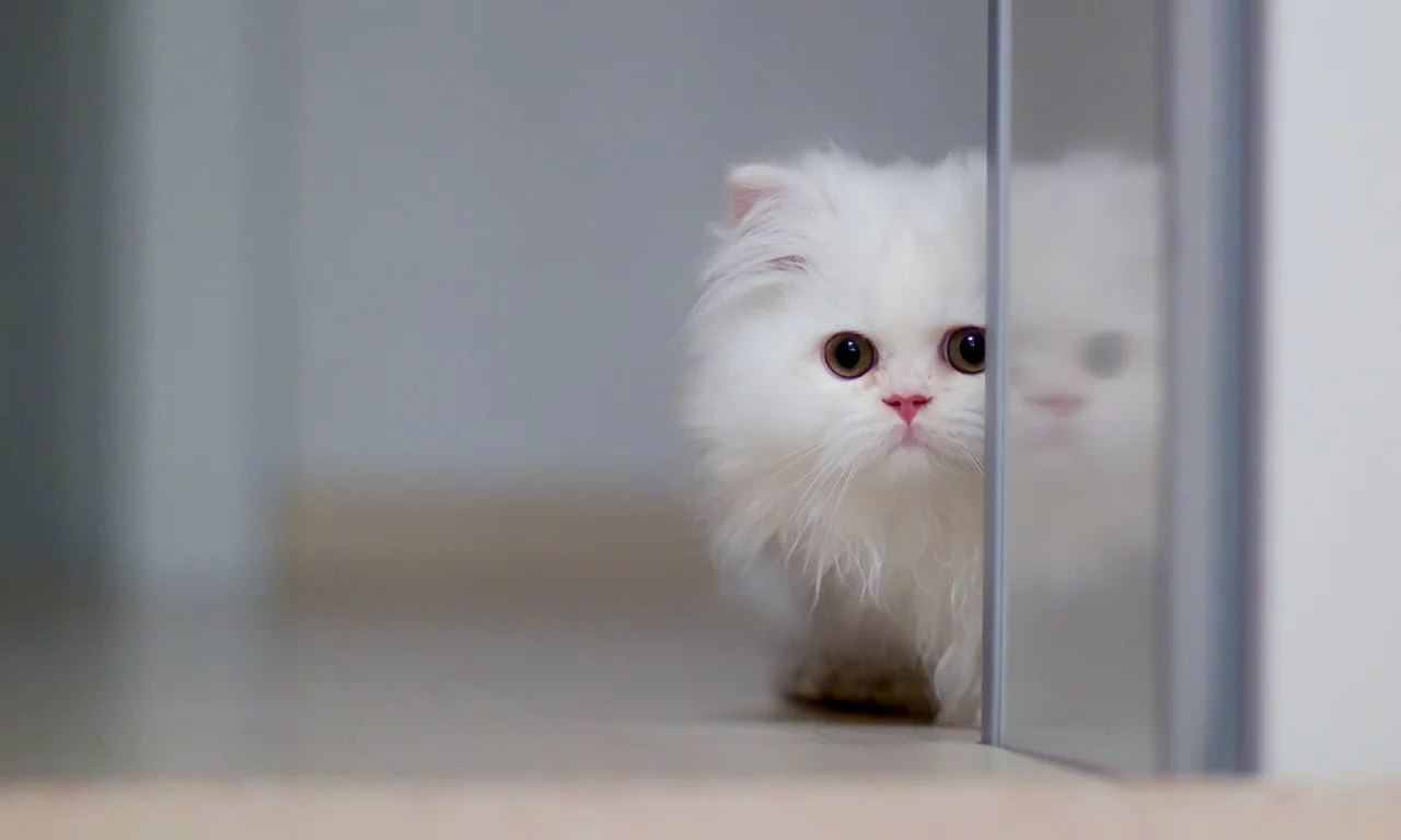 перс, белый, котёнок