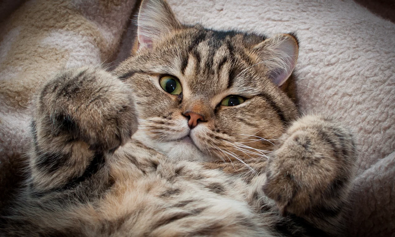 взгляд, сдаёмсу, котэ
