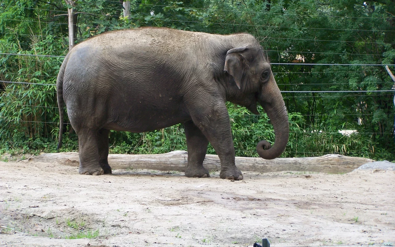 Слон, Берлин ZOO