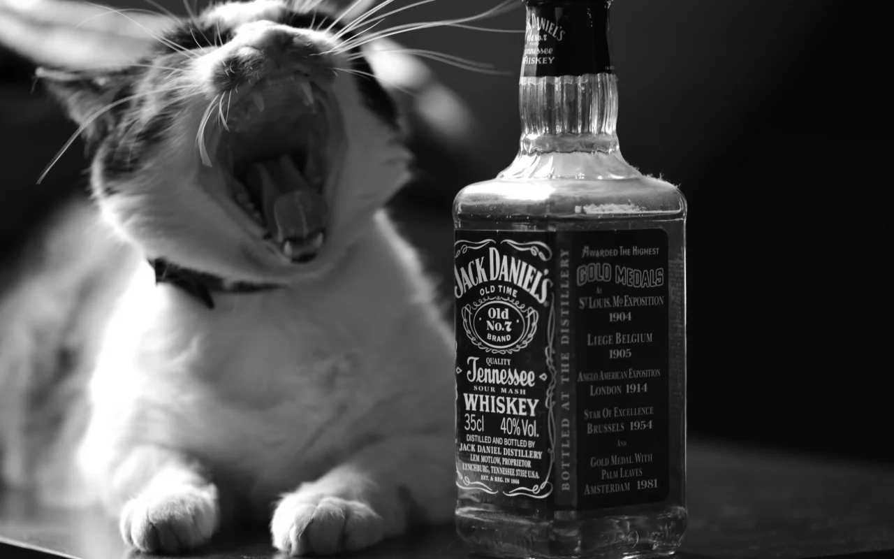кошка, jack daniels, алкоголь, пасть, виски, черно-белое