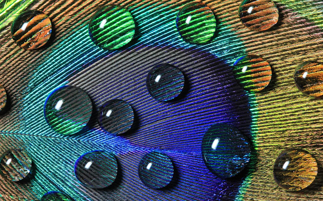 вода, macro, макро, капли, павлина, узоры, перо