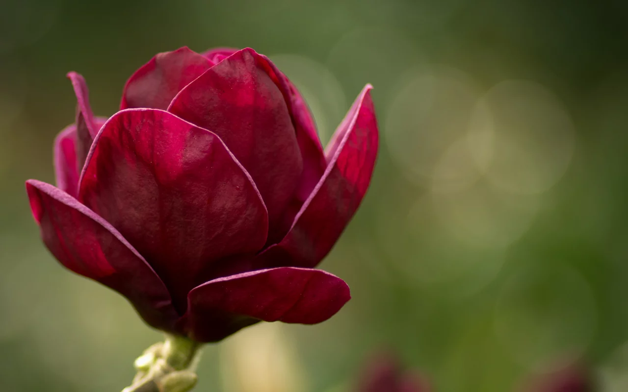 magnolia, розовый, макро, зеленый, цветы, магнолия, цветок