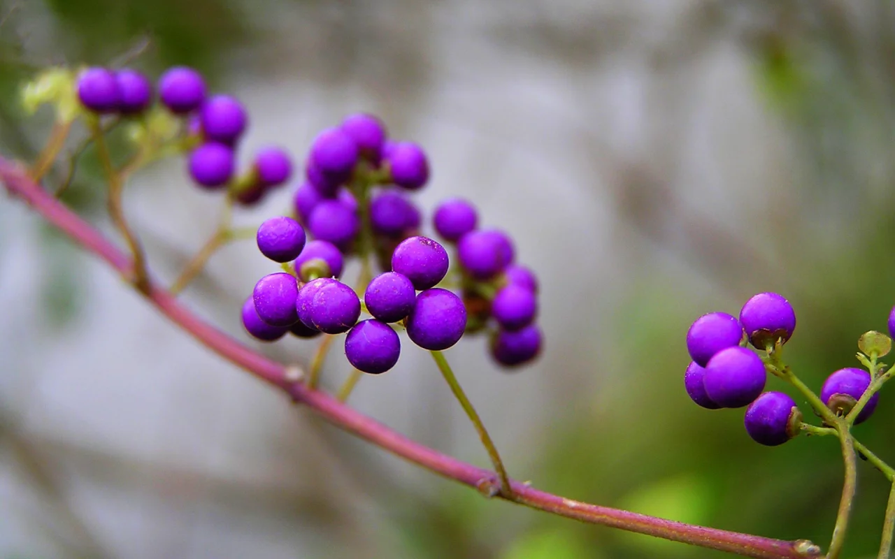 природа, калликарпа, ягоды, ветка, фиолетовые, callicarpa