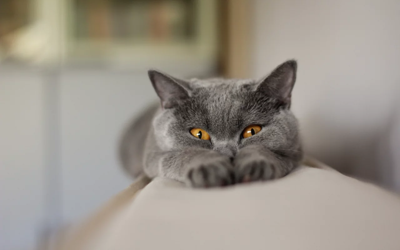 фон, взгляд, кошка