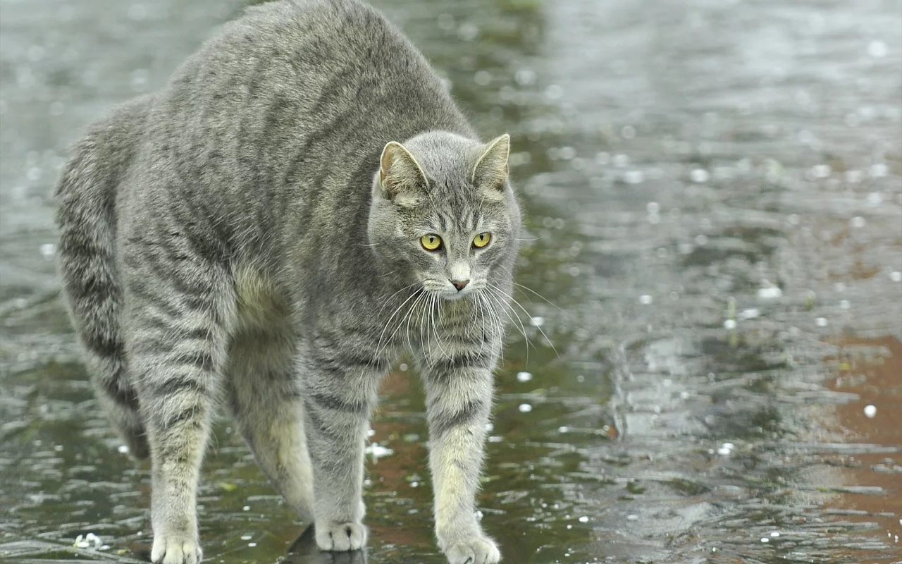 улица, спина, лужи, дугой, кот, кошка, дождь